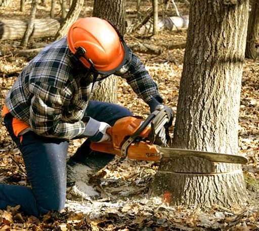 Tree Removal in Denton, KS